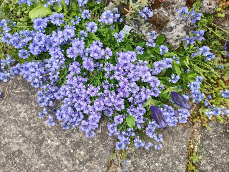 Polygala calcarea